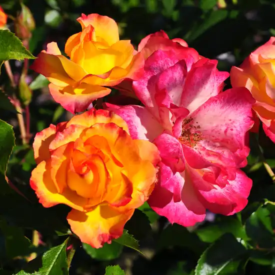 Galben-roșu - trandafir de parc